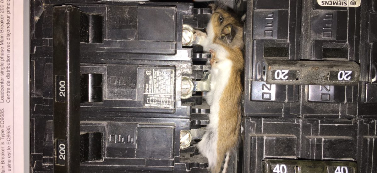 Mouse in electrical panel