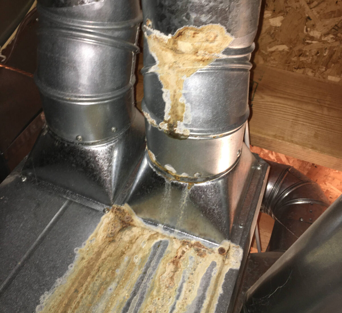 Cats urinated on the wood floors for such a long time